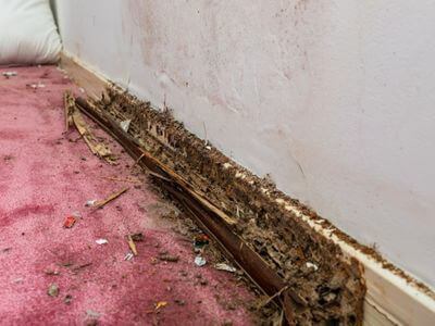 About Local Experts WaterDamage - water damage restoration experts in Mount Lemmon, AZ